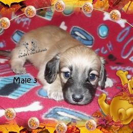 Dachshund Puppies from Dawn's Dachshunds