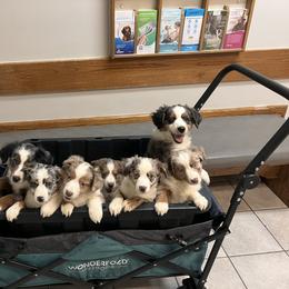 Miniature Australian Shepherd Puppies from Highland Hills Mini Aussies
