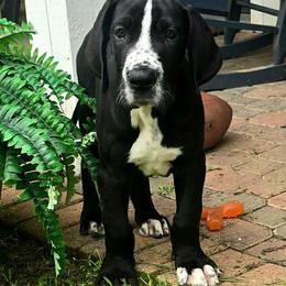 Black and white - Black and white male Great Dane puppy in Golconda, Illinois from Breken Great Danes