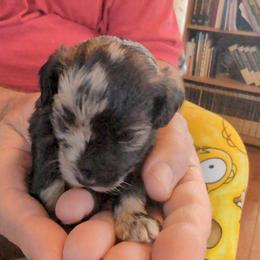 Max - Merle male Schnoodle puppy in Huron, Tennessee from Wilma's Paw-Paw Patch
