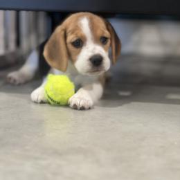 Beagle Puppies from Leslie Beagles of Leslie Farm