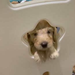 Goldendoodle Puppies from Bear Ridge Doodles