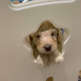 Goldendoodle Puppies from Bear Ridge Doodles