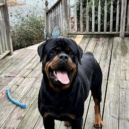 Cowboy - Rottweiler