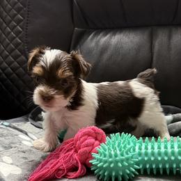 Diablo AKC - Chocolate, tan and white male Yorkshire Terrier puppy in Labelle, Florida from Chocolate and Parti Yorkies in Florida