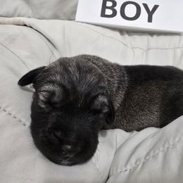 Anatolian Shepherd Dog Puppies from Florida Anatolian Shepherds