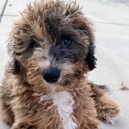 Bernedoodles and Goldendoodles from Dainty Doodle Dogs