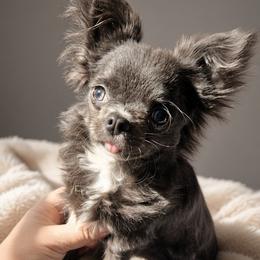 AKC Blue Girl xxs - Blue female Chihuahua puppy in Brooklyn, New York from Nadezhda's Chihuahuas