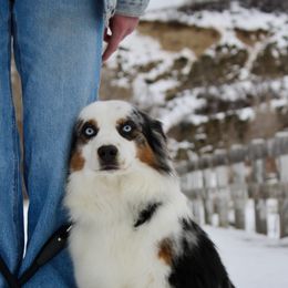 Buddy - Australian Shepherd