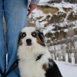 Buddy - Australian Shepherd