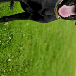 Labrador Retrievers from Peak Horizon Working Dogs