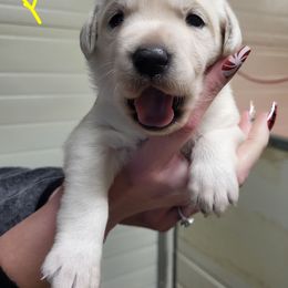 Ziva - Yellow female Labrador Retriever puppy in Middleburg, Pennsylvania from Countrylanes labs