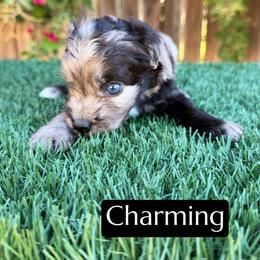 Charming - Blue merle male Aussiedoodle puppy in Bakersfield, California from Annie's Aussies
