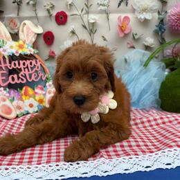 Sunny (Yellow) - Red  female Goldendoodle puppy in Miami, Florida from Katy's Toy Poodles & Doodles