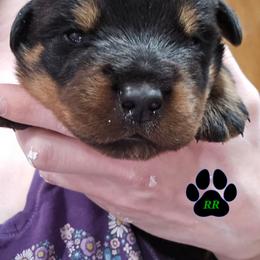 Diesel - Black and mahogany male Rottweiler puppy in Tangent, Oregon from Raya's Royals