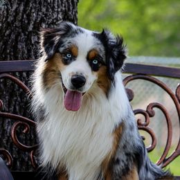 Stone  - Miniature Australian Shepherd