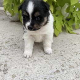 Cadie - Tri-color female Pomsky puppy in Doon, Iowa from Luxury Pomsky