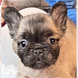 Girl 3 - Glory - Fawn female French Bulldog puppy in Elberton, Georgia from Ioney's Southern Paws Shelties, Frenchies, and Yorkies