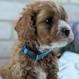 Cavapoo puppies from Gardner Lane Puppies