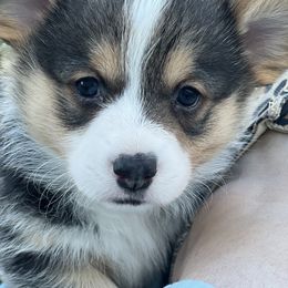 Australian Shepherd, Lagotto Romagnolo, and Pembroke Welsh Corgi Puppies from SS Australian Shepherds