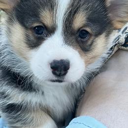 Australian Shepherd, Lagotto Romagnolo, and Pembroke Welsh Corgi Puppies from SS Australian Shepherds
