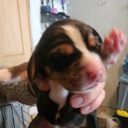 Shae - Black fawn and white female Beagle puppy in Brockway, Pennsylvania from Sugar Hill Hounds