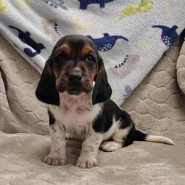 Maximus - Black brown and white male Basset Hound puppy in Newton Grove, North Carolina from MGA Basset Hound