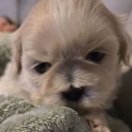 Marcus - Cream and white male Shih Tzu puppy in Filer, Idaho from Shih Tzu Kennels