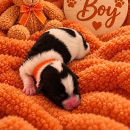 Orange Collar - Black and white male Shorkie puppy in Staten Island, New York from Sensational Shorkies