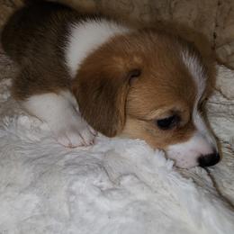 Pembroke Welsh Corgi Puppies from Tiny Titans K9