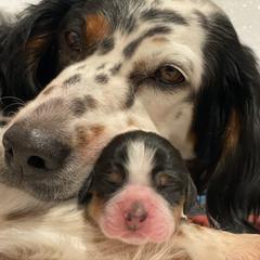 Llewellin Setter Puppies from Hickory Hollow Llewellin Setters, LLC