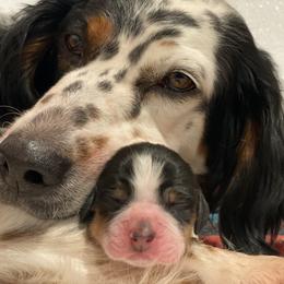 Llewellin Setter Puppies from Hickory Hollow Llewellin Setters, LLC