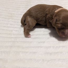 Barney - Apricot male Cavapoo puppy in Lincolnton, North Carolina from Home Sweet Home Puppies