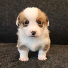 Canoodle - Sable male Pembroke Welsh Corgi puppy in Arcanum, Ohio from Weissway Corgis