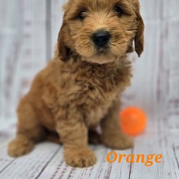 Orange - Sable female Goldendoodle puppy in Taft, Tennessee from McGraw's Fetching Pups