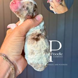Boy 4 - Tri-color male Bernedoodle puppy in Tulsa, Oklahoma from The Poodle Co. Raising Doodles & Poodles