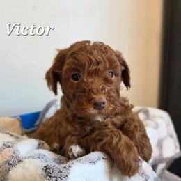 Victor - Red  male Poodle puppy in Blackfoot, Idaho from Draper Mountain Doodles