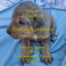 MALE - 4 - Blue merle male Catahoula Leopard Dog puppy in Perry, Florida from O'Leos' Acres Catahoulas