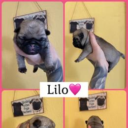Lilo - Fawn female Pug puppy in Winter Haven, Florida from The Pugarazzi