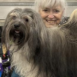 Lylla - Havanese