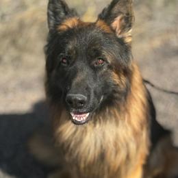 Quaid vom AshtonHaus - Black and red male German Shepherd puppy in Wickenburg, Arizona from Vom AshtonHaus German Shepherds