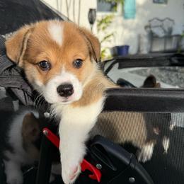 Shakes - Sable male Pembroke Welsh Corgi puppy in Delray Beach, Florida from Holly's Pembroke Welsh Corgis