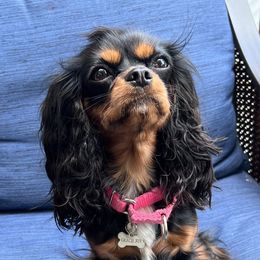 Gracie - Cavalier King Charles Spaniel