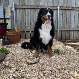 Bernese Mountain Dog and Pembroke Welsh Corgi All Grown Up from Concerto Corgis