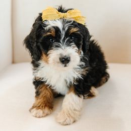 Yellow Collar Male 'Cowboy' - Tri-color male Bernedoodle puppy in Kamas, Utah from A + E Farms