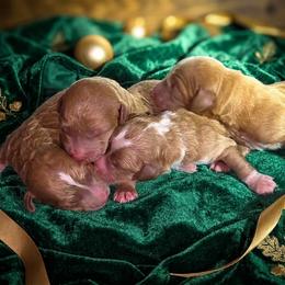 Boy 4 - Apricot male Goldendoodle puppy in Milton, Florida from Sutton Place Doodles