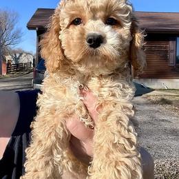 Pearl - Red and white female Cockapoo puppy in Connersville, Indiana from MoonShine Babies