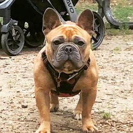 Brutus - French Bulldog