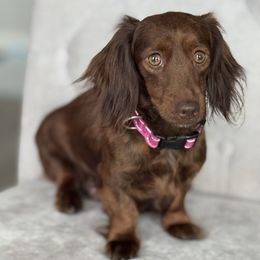 Brownie - Dachshund
