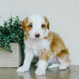 Angus - Red male Bernedoodle puppy in Spanish Fork, Utah from K Brand Doodles